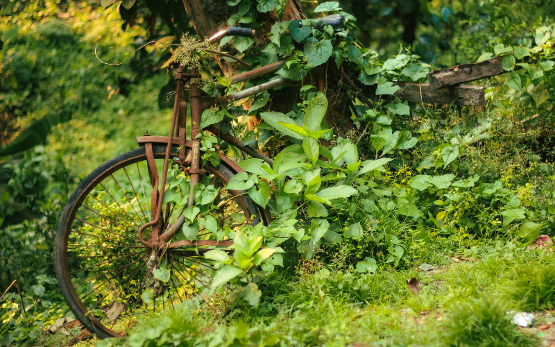 overgrown garden