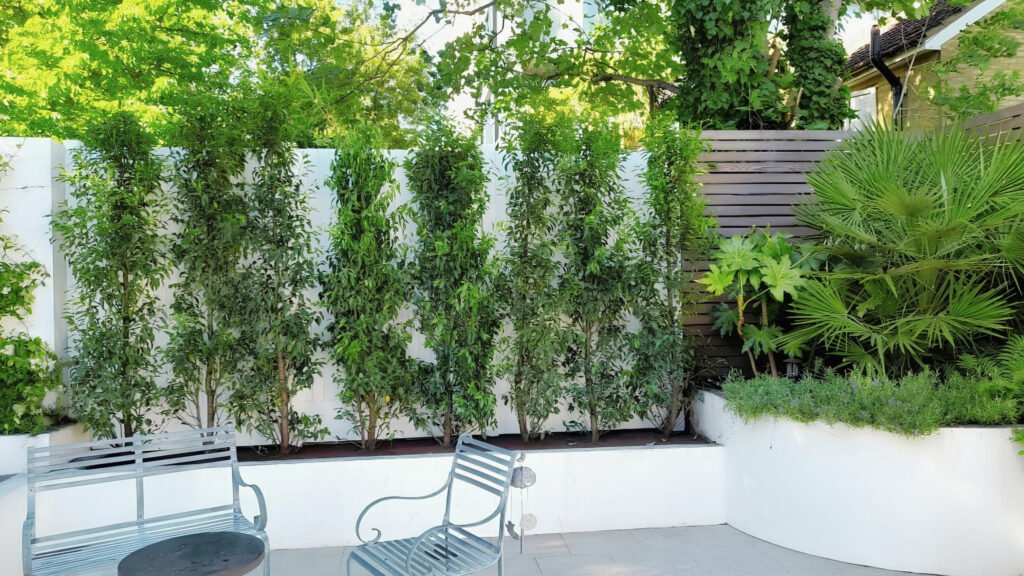 Garden Restoration and replanting carried out by Lyuven Bespoke garden maintenance and renovation in Putney, London